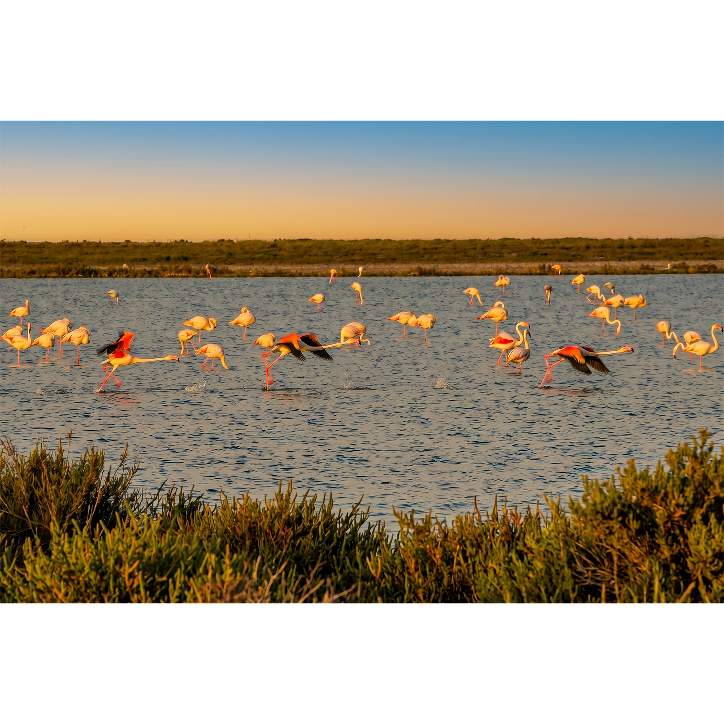 Flamingos – Dynamic Take-off at Golden Hour in the Wetlands