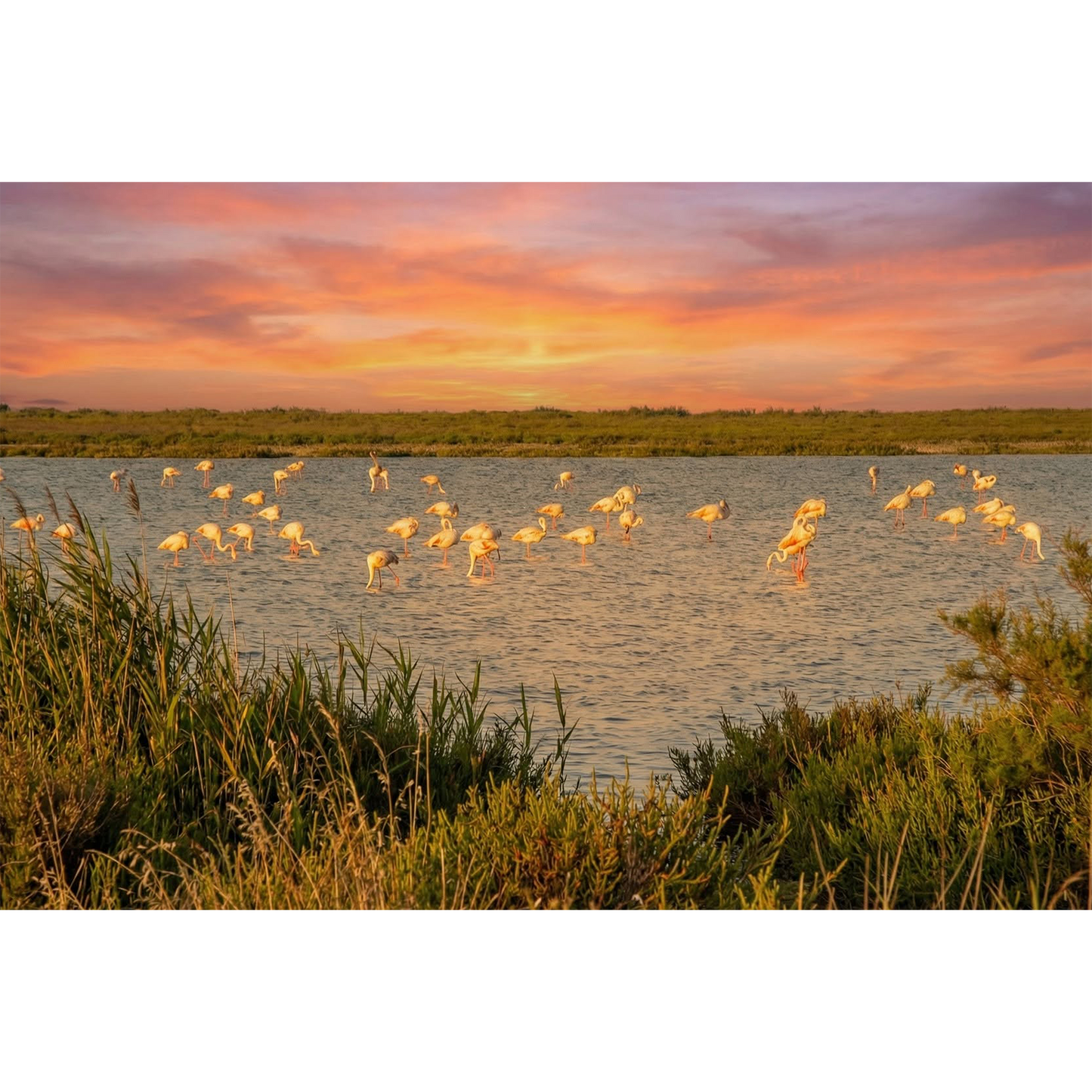 Flamingos – Serene Sunset Over a Marshland Flock