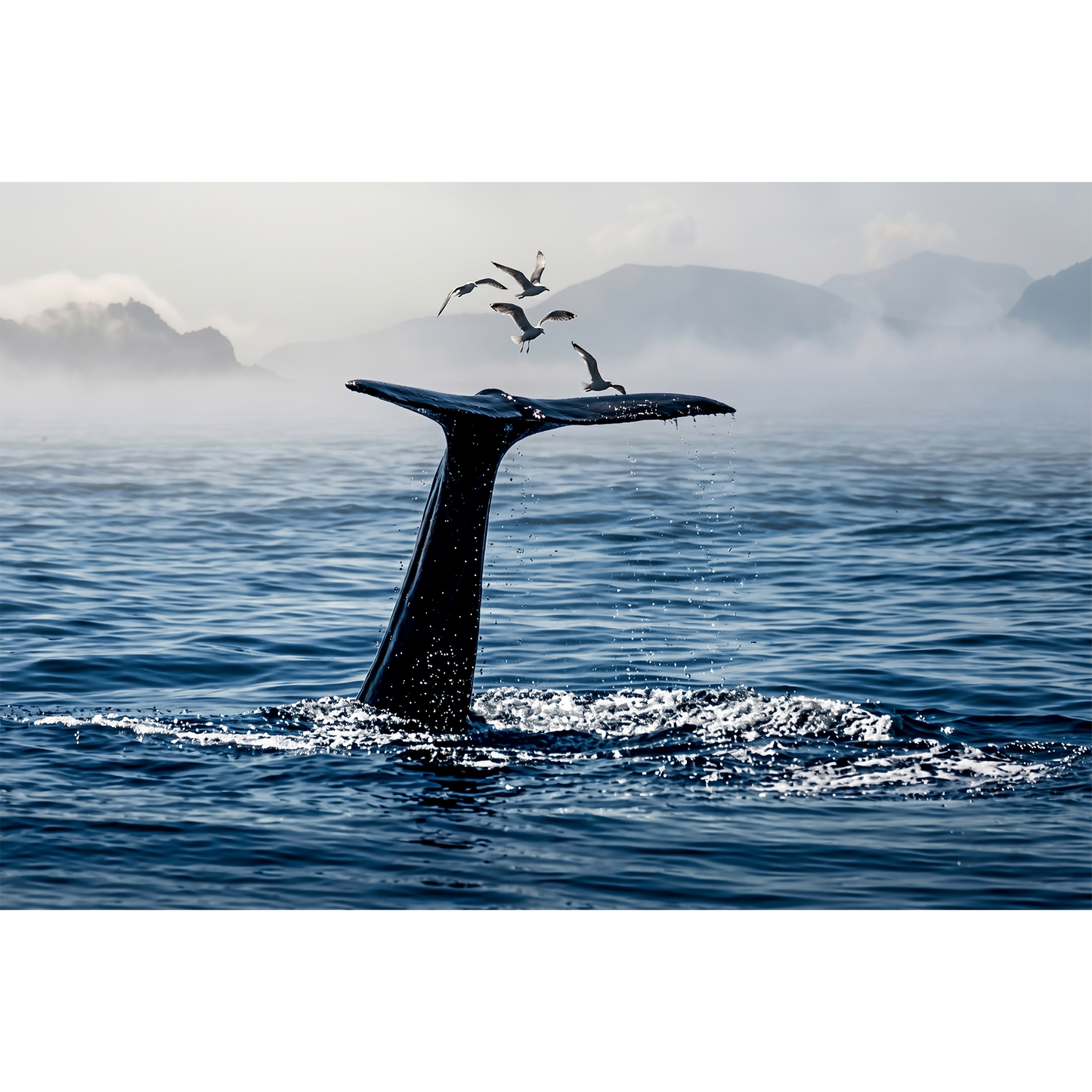 Whale off the coast of Andøya - Graceful Fluke and Seabirds in Misty Arctic Waters