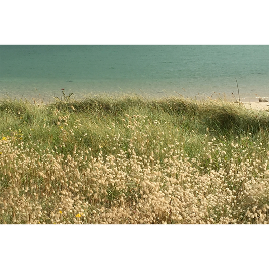 Brittany Beach, Serene Coastal Flora