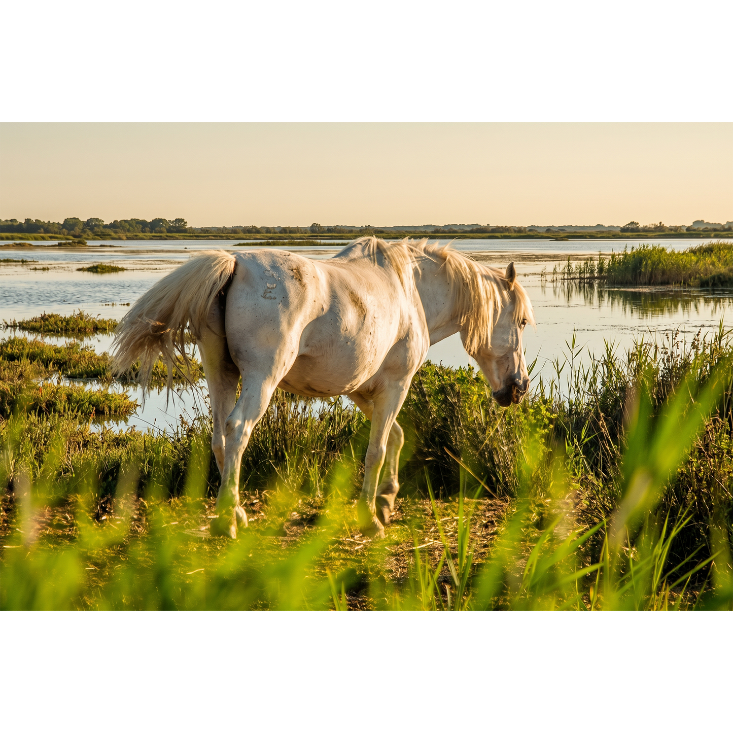 Camargue Horse Grazing in Wetland Marshes