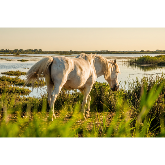 Camargue Horse Grazing in Wetland Marshes