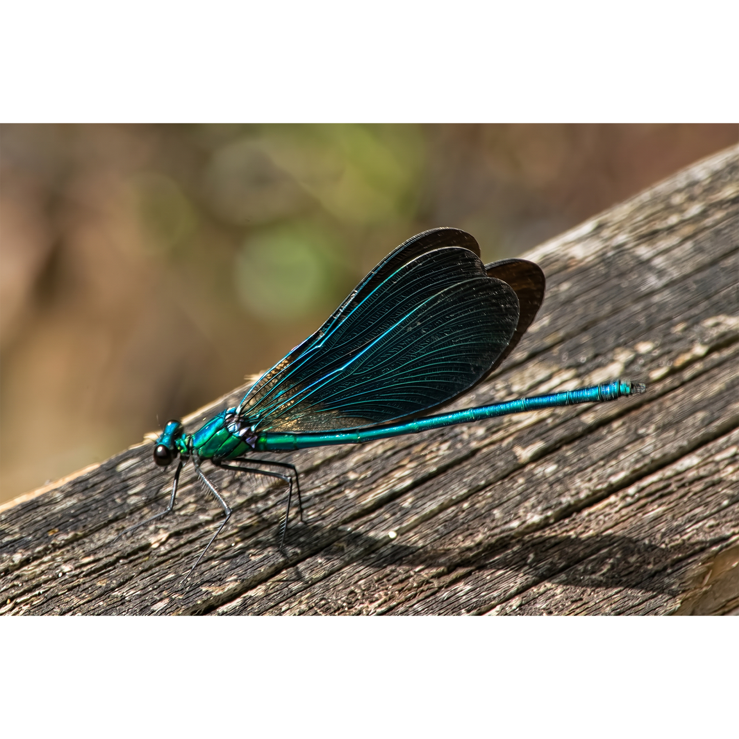 Damselfly Resting on Sunlit Wood near Glomel