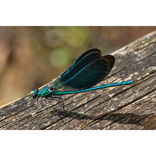 Damselfly Resting on Sunlit Wood near Glomel