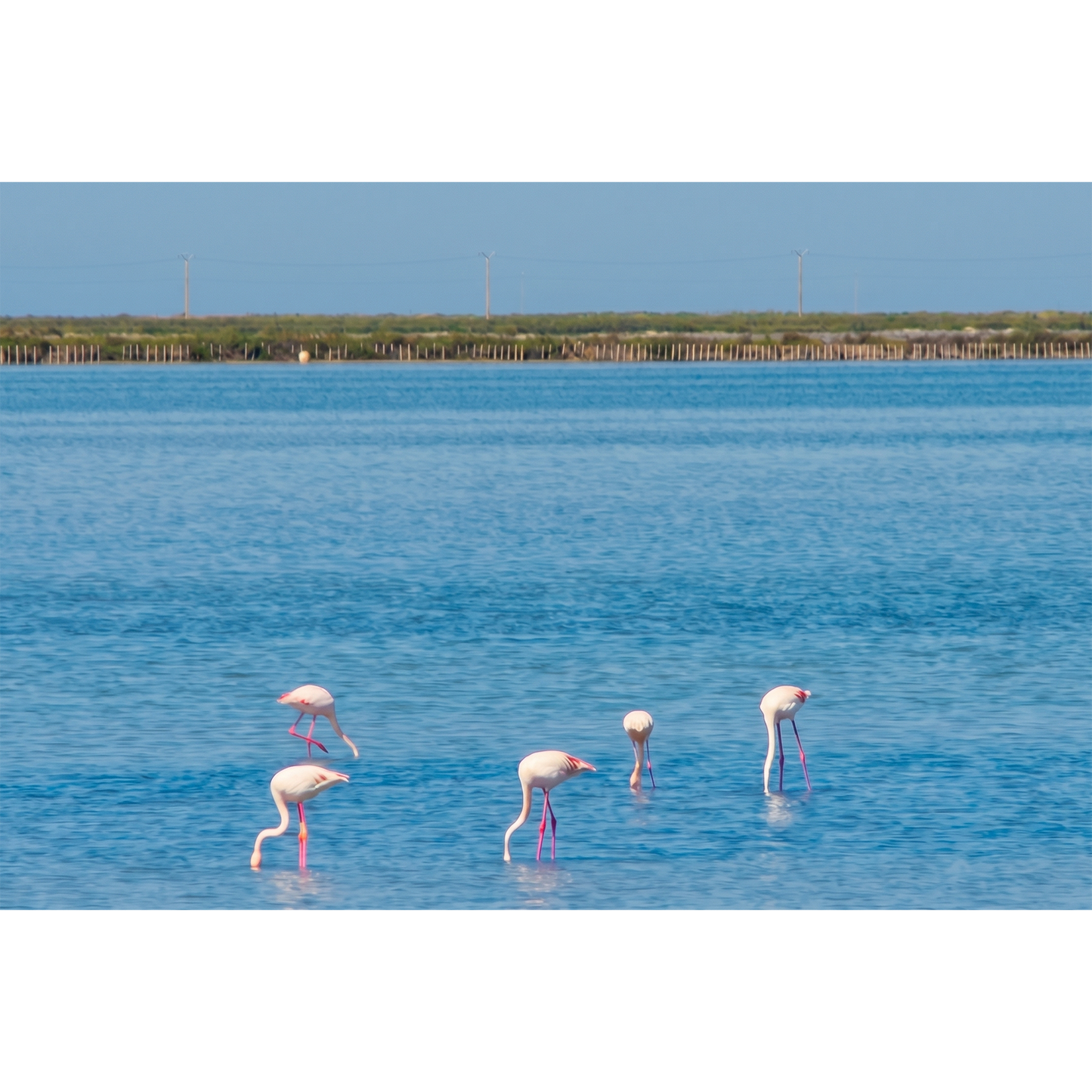Pink Flamingos Wading in the Shallow Waters of the Camargue