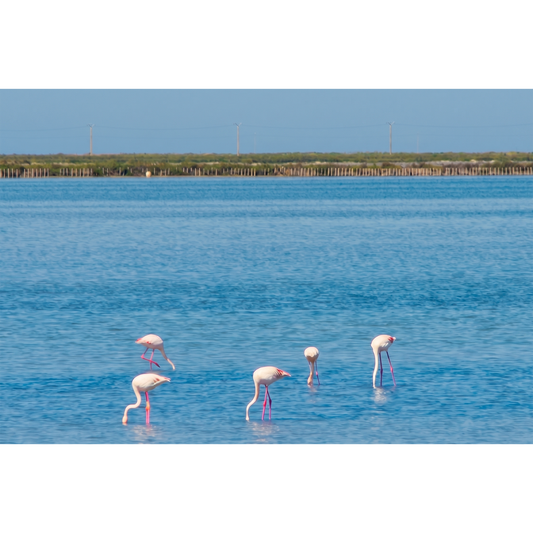 Pink Flamingos Wading in the Shallow Waters of the Camargue