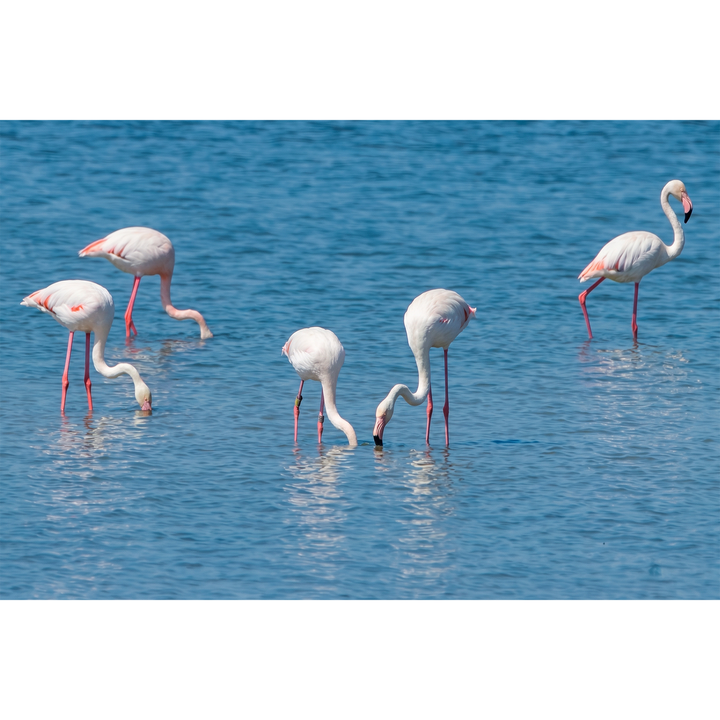 Flamingos - Foraging Flock in Vibrant Blue Wetland Waters