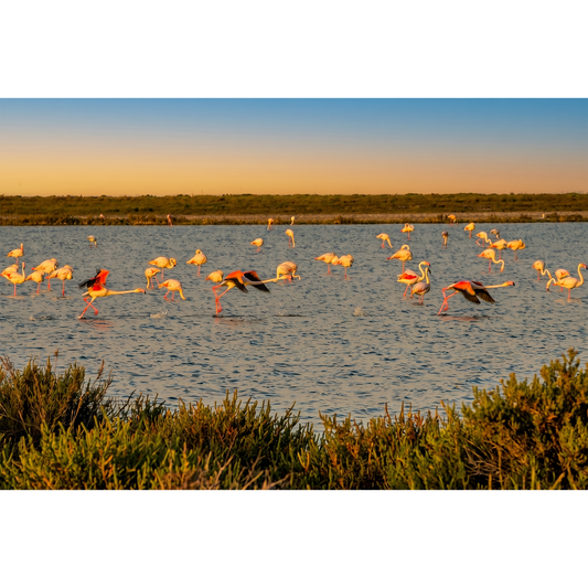 Flamingos – Dynamic Take-off at Golden Hour in the Wetlands