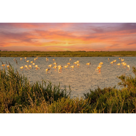 Flamingos – Serene Sunset Over a Marshland Flock