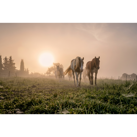 Horses outside of Tautavel – Misty Pasture at Sunrise
