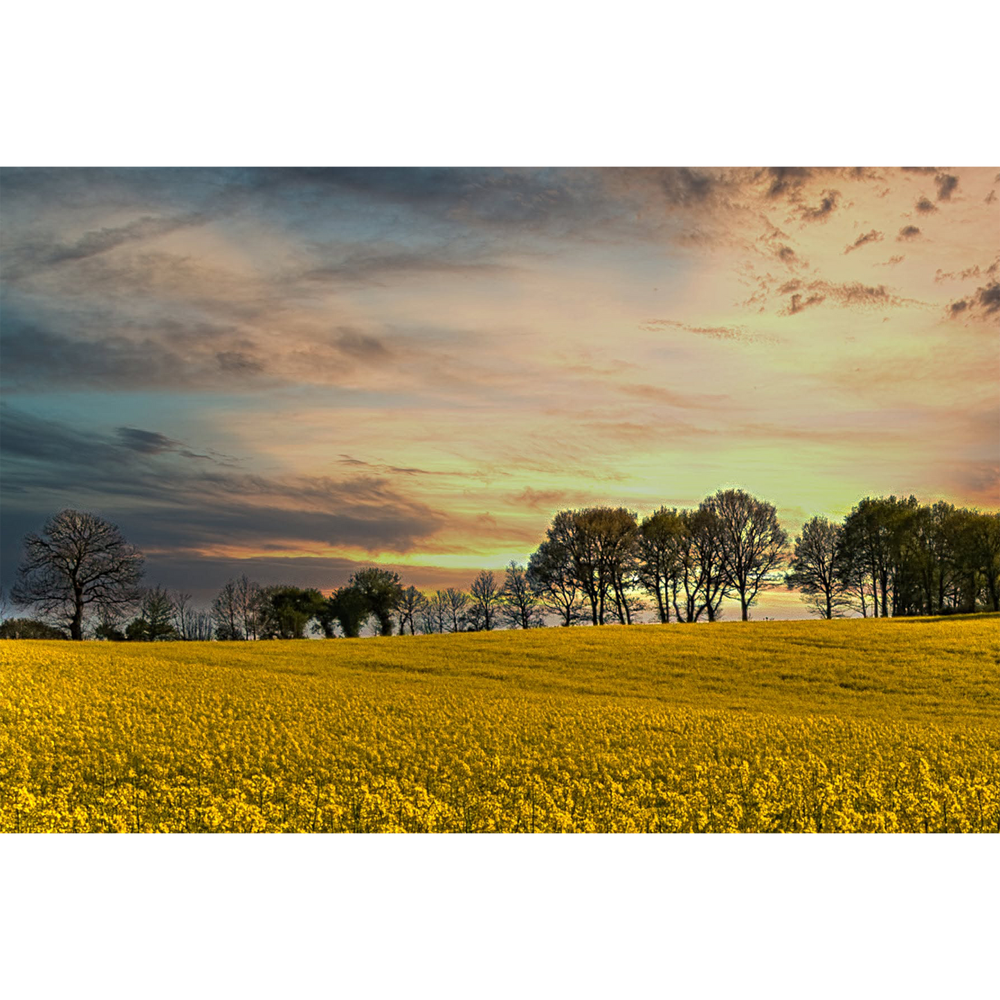 Rape Field outside of Plélauff