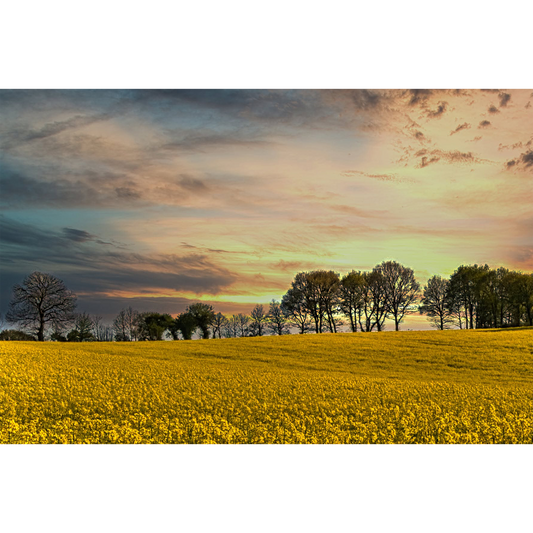 Rape Field outside of Plélauff