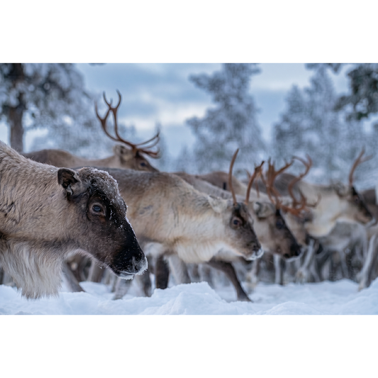 Reindeer Gathering outside of Arjeplog