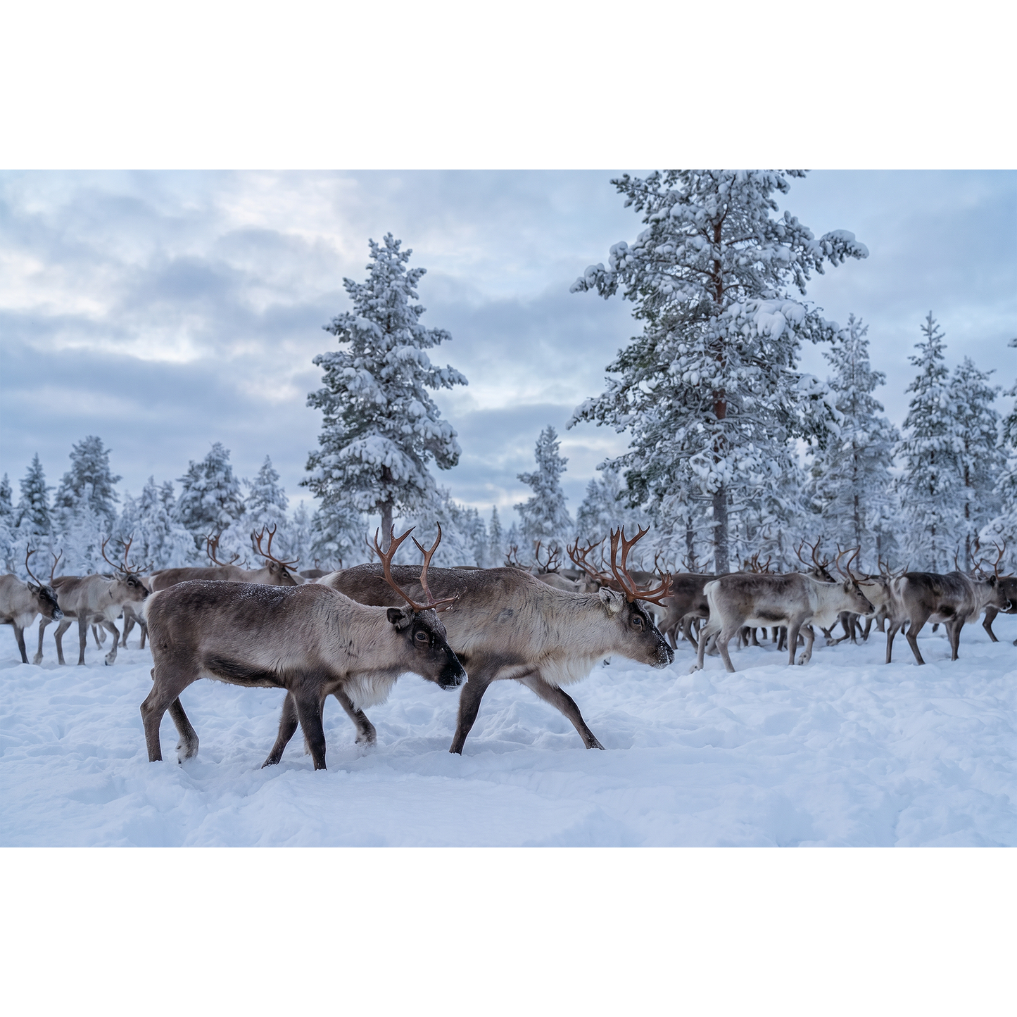 Reindeer Gathering outside of Arjeplog