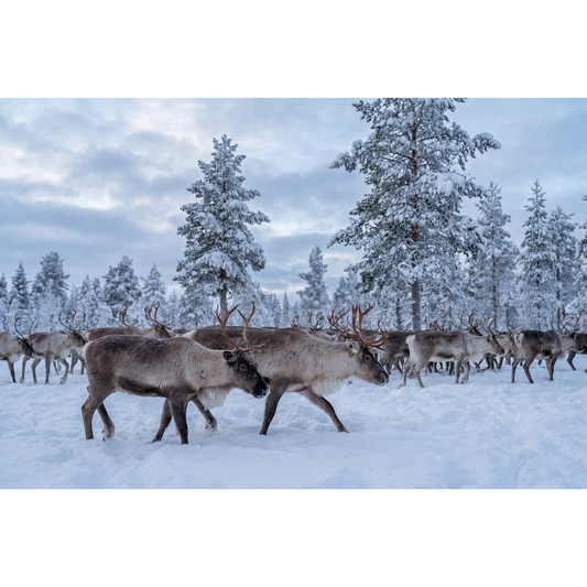 Reindeer Gathering outside of Arjeplog