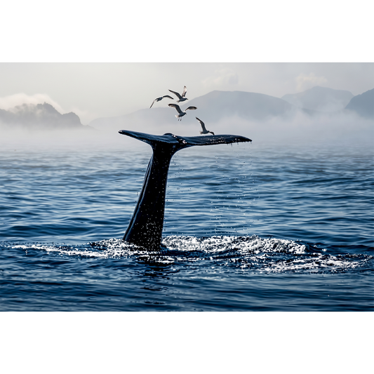 Whale off the coast of Andøya - Graceful Fluke and Seabirds in Misty Arctic Waters