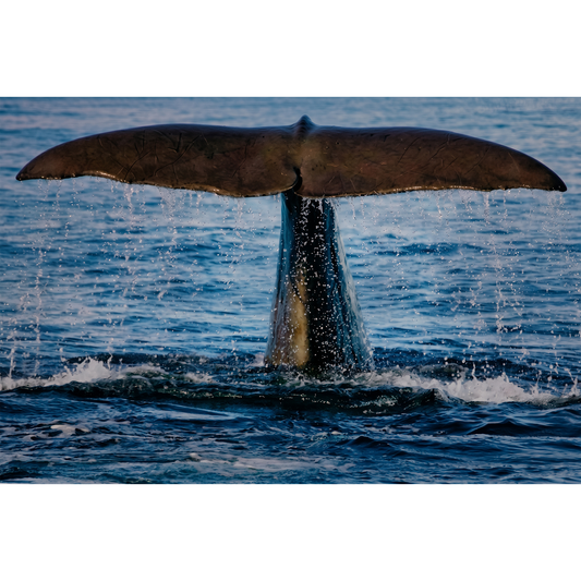 Whale off the coast of Andøya - Close-up of a Diving Whale Fluke